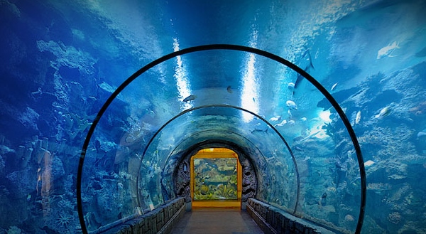 Shark Reef Aquarium at Mandalay Bay (Las Vegas, Nevada) 